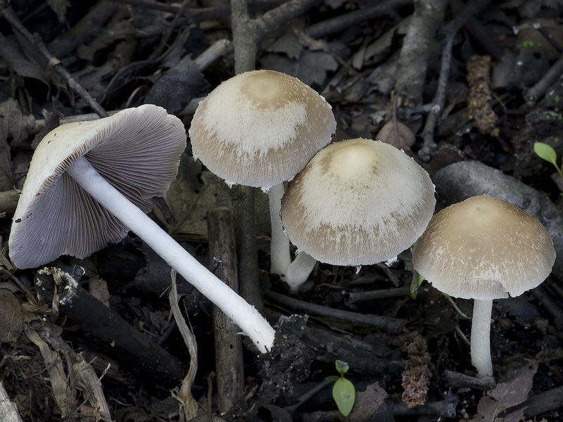 Psathyrella candolleana